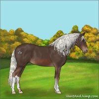 Horse Color:Liver Chestnut Mushroom 