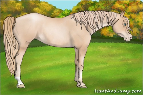 Horse Color:Gold Champagne Pearl Rabicano and Gold Champagne Pearl Rabicano