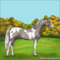 Horse Color:Silver Blue Roan Splash Tobiano  and Silver Blue Roan Splash Tobiano 