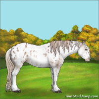 Horse Color:White Spotted Liver Red Dun Roan Blanket 