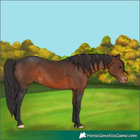 Horse Color:Brown Appaloosa