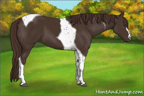 Horse Color:Liver Chestnut Tobiano 