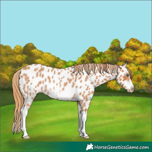 Horse Color:Red Roan Splash Frame Appaloosa 