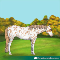 Horse Color:Red Roan Splash Frame Appaloosa 
