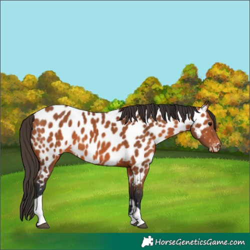 Horse Color:Bay Tobiano Appaloosa 