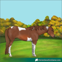 Horse Color:Chestnut Tobiano
