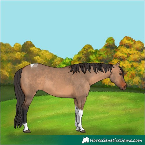 Horse Color:Bay Dun Tobiano 