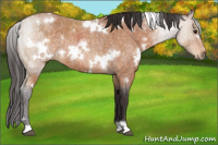 Horse Color:White Spotted Buckskin Roan Rabicano