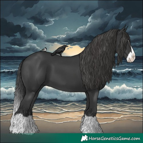 Horse Color:Black Splash 