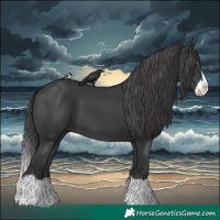 Horse Color:Black Splash 