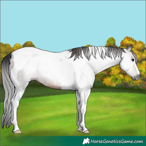 Horse Color:Gray Brown Tobiano Rabicano