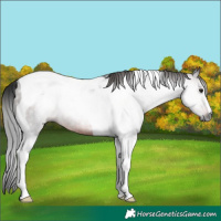 Horse Color:Gray Brown Tobiano Rabicano 
