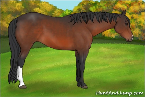 Horse Color:Brown Mushroom 