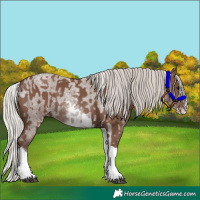 Horse Color:Silver Blue Roan Splash Tobiano  and White Spotted Silver Black Splash Tobiano 