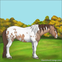 Horse Color:Bay Dun Tobiano Near Leopard 