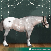 Horse Color:White Spotted Brown Roan Splash Appaloosa 