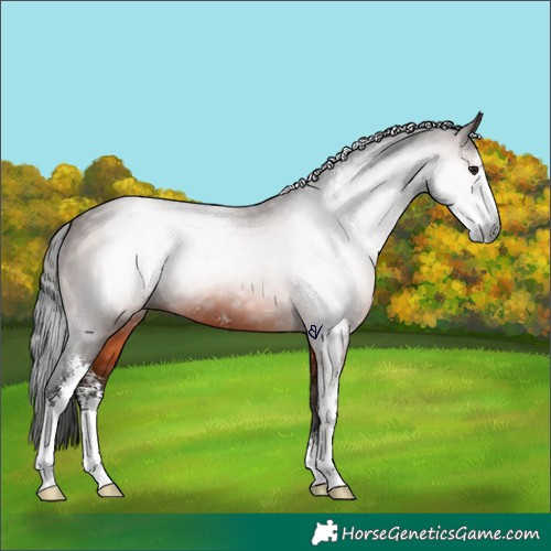 Horse Color:Gray Bay Sabino