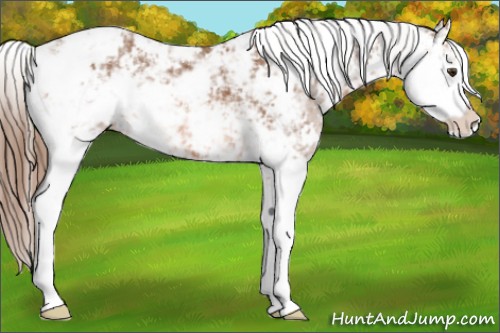 Horse Color:Chestnut Sabino Appaloosa 