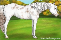 Horse Color:Chestnut Sabino Varnish 