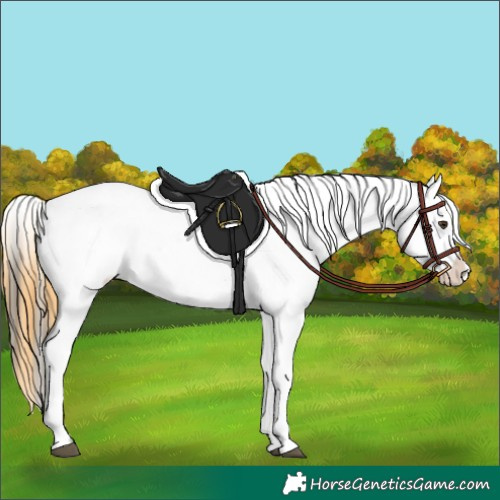 Horse Color:Buckskin Dun Appaloosa