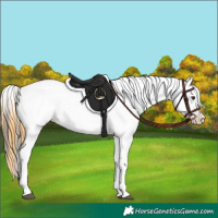 Horse Color:Buckskin Dun Near Leopard