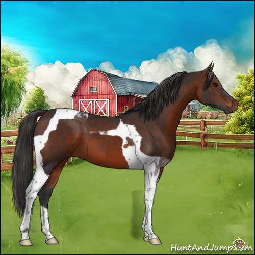 Horse Color:Brown Tobiano