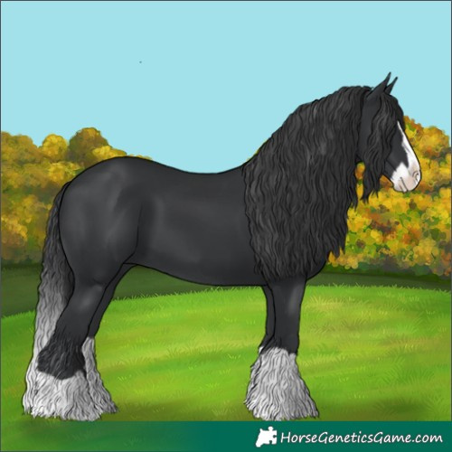 Horse Color:Black Splash 