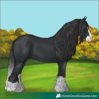 Horse Color:Black Splash 