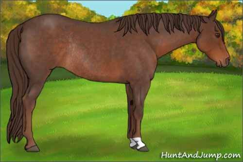 Horse Color:Liver Red Roan Rabicano