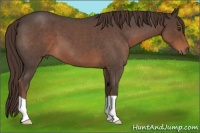 Horse Color:Liver Red Roan