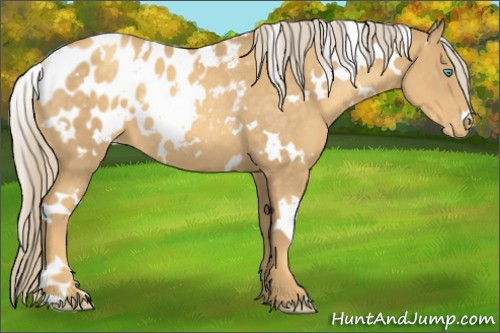 Horse Color:White Spotted Gold Cream Champagne Mushroom Appaloosa Rabicano