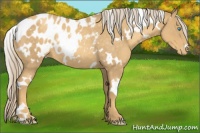 Horse Color:White Spotted Gold Cream Champagne Mushroom Appaloosa Rabicano 