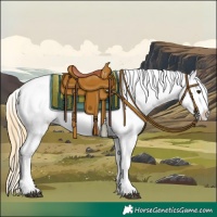 Horse Color:Buckskin Appaloosa 