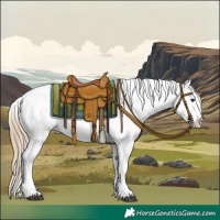 Horse Color:Chestnut Appaloosa 