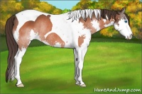 Horse Color:Brown Splash Tobiano Appaloosa Rabicano 