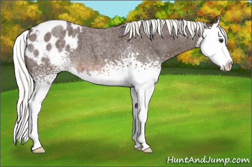 Horse Color:White Spotted Liver Red Roan Mushroom Splash Appaloosa 