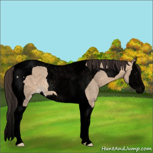 Horse Color:Void Bay Dun Splash Tobiano 