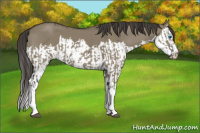 Horse Color:Smoky Grullo Sabino Splash  and Smoky Grullo Sabino Splash 