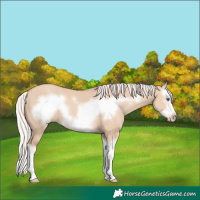 Horse Color:Silver Classic Champagne Dun Sabino Splash Frame 