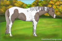 Horse Color:Silver Grullo Tobiano 