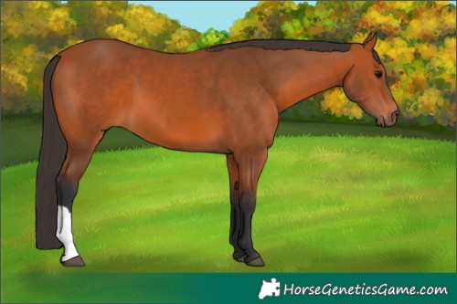 Horse Color:Bay 