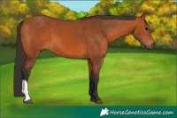 Horse Color:Bay 
