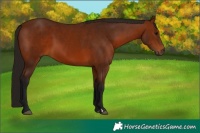 Horse Color:Gray Bay 