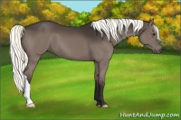 Horse Color:Liver Chestnut Mushroom 