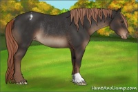 Horse Color:Liver Chestnut Appaloosa Rabicano 