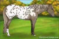 Horse Color:Chocolate Palomino Appaloosa Rabicano