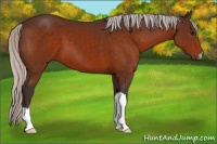 Horse Color:Silver Bay 