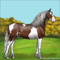Horse Color:Silver Brown Sabino Splash Tobiano