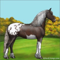 Horse Color:Silver Brown Tobiano Appaloosa