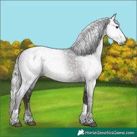 Horse Color:Gray Silver Black Tobiano